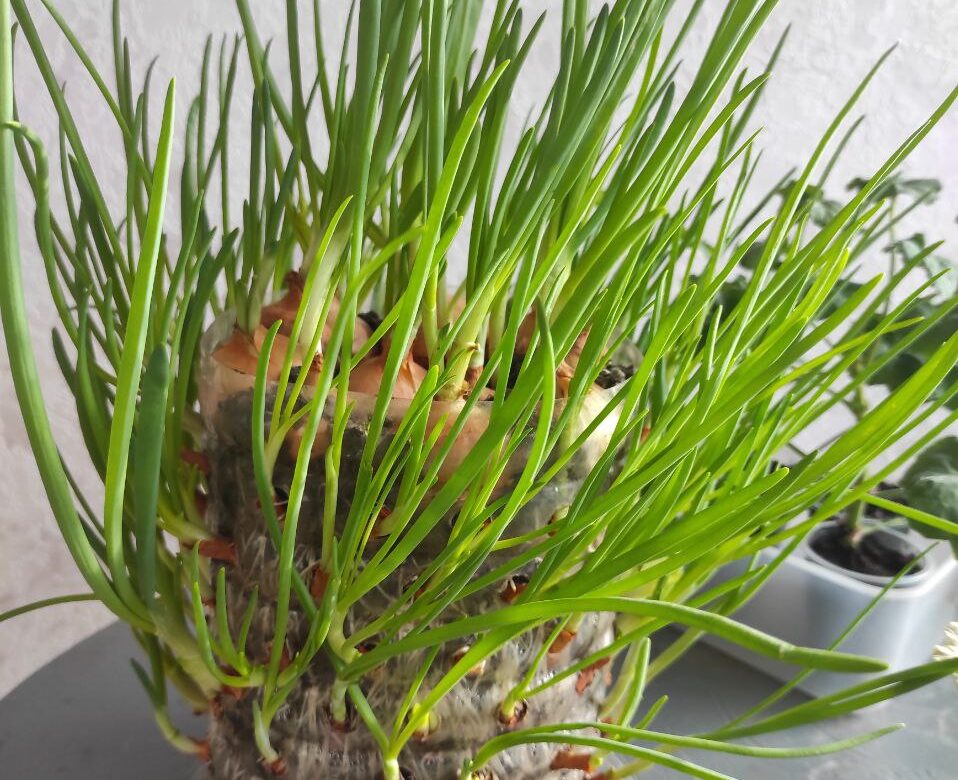 Вітаміни на підвіконні: як виростити цибулю та мікрогрін вдома, коли ціни в магазинах «кусаються»