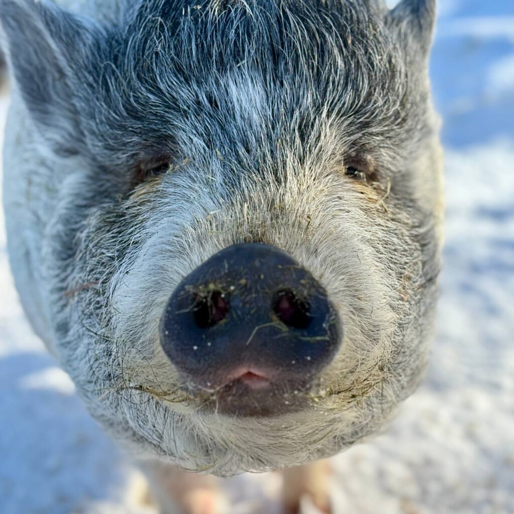 1 Що привезти з Рівного: на «Оствиці» з’явилися нові сувеніри, присвячені мешканцям парку