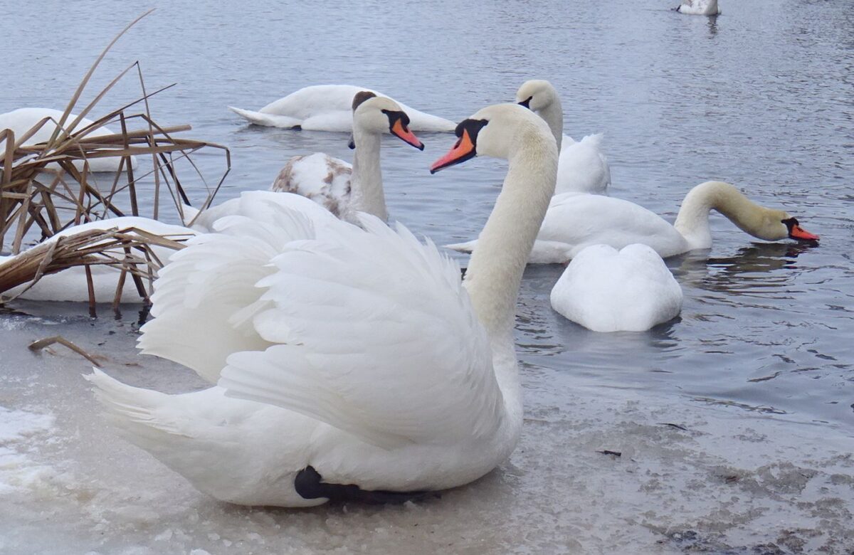Коли на Рівненщині потеплішає: після сильних морозів прийде відлига