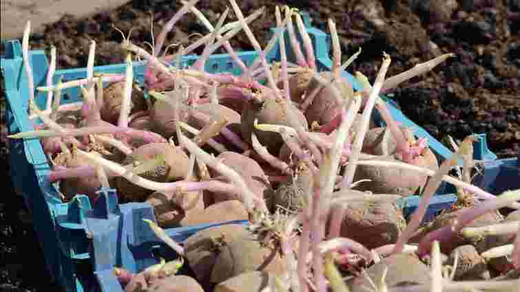 Як зберігати картоплю в підвалі, щоб вона не проростала: перевірений метод