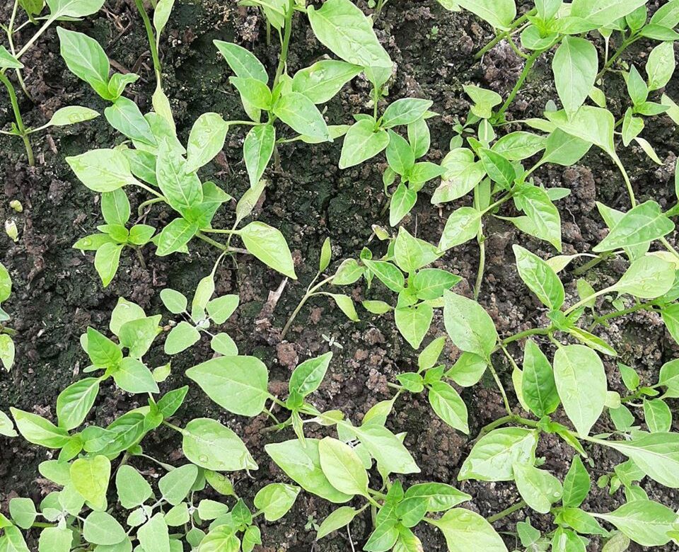 Коли сіяти помідори та перець на розсаду: поради рівненського фермера