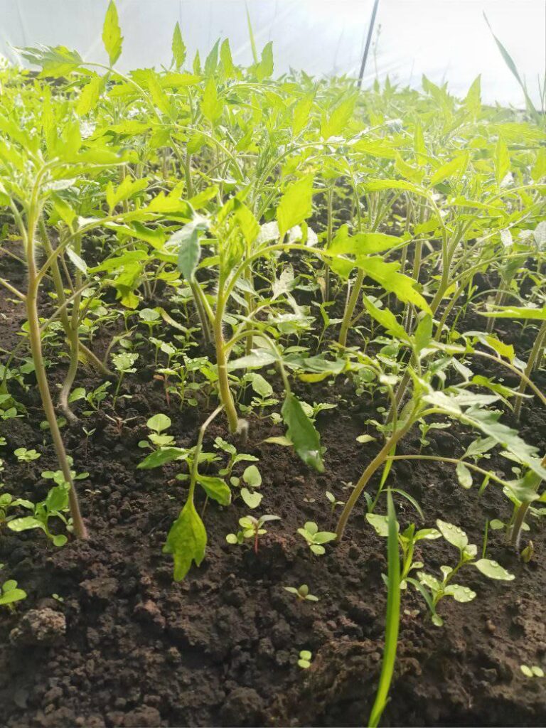 1 Коли сіяти помідори та перець на розсаду: поради рівненського фермера