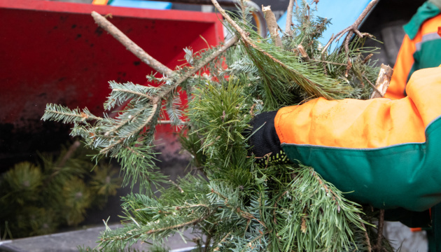 У Рівному наприкінці лютого досі валяються новорічні ялинки поблизу смітників