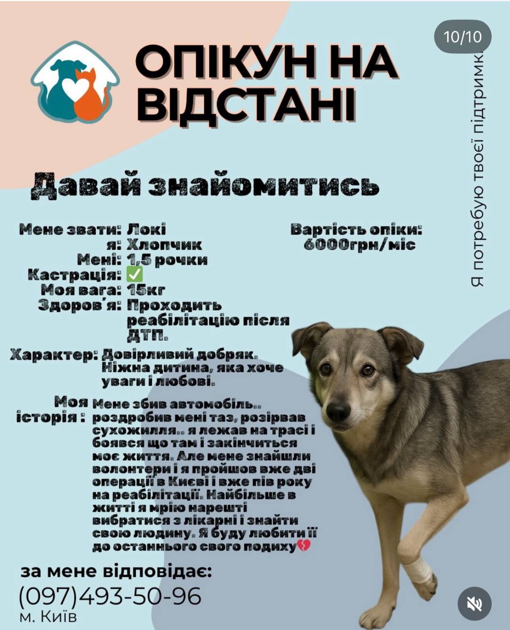 1 У Рівному запускають новий формат допомоги безпритульним тваринам