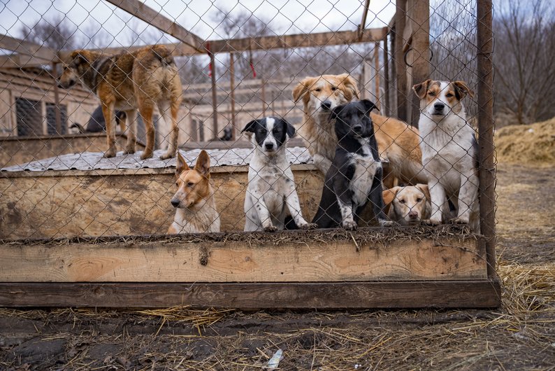 У Рівному запускають новий формат допомоги безпритульним тваринам