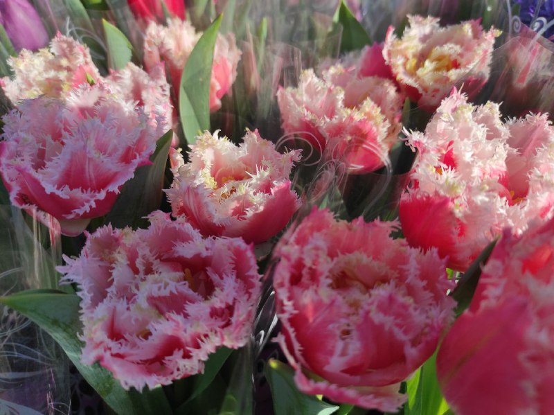 1 Скільки коштують квіти на 8 березня на Рівненщині?