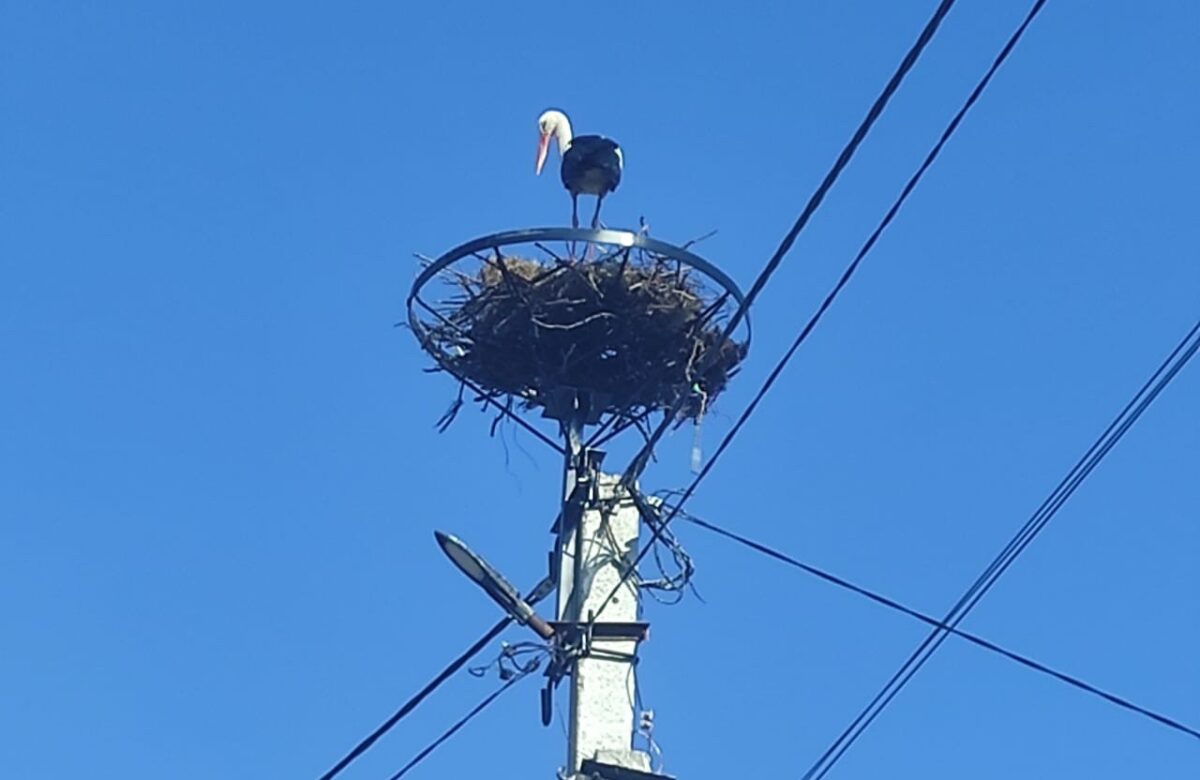 На Рівненщині для лелек створили пів тисячі безпечних домівок