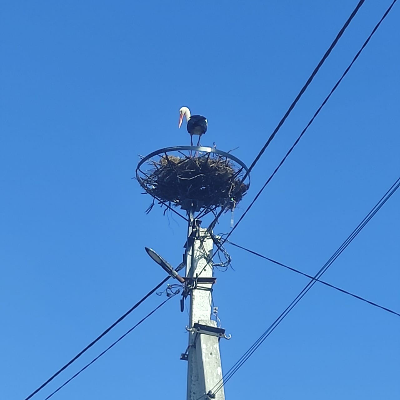 На Рівненщині для лелек створили пів тисячі безпечних домівок 0000