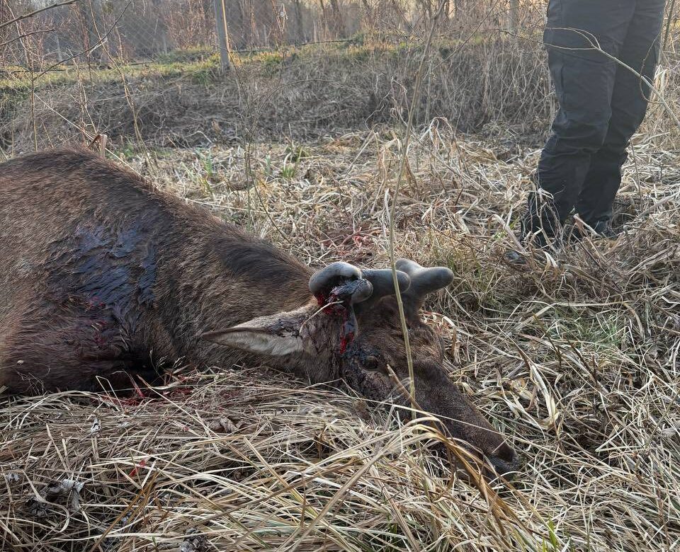 Нові деталі про стан оленя Бориса, якого збило авто: фахівці з Києва відмовляються рятувати тварину