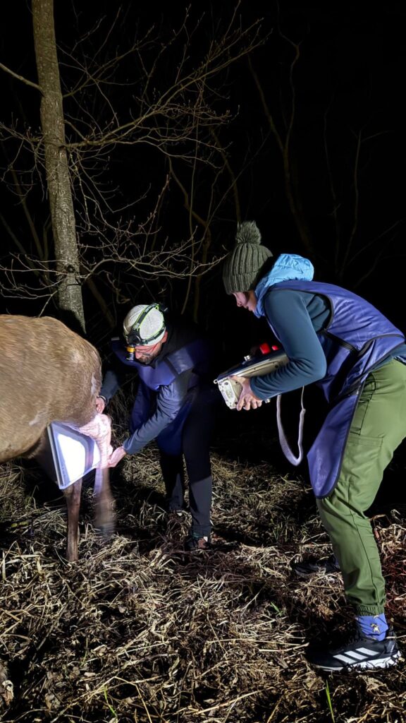 1 Нові деталі про стан оленя Бориса, якого збило авто: фахівці з Києва відмовляються рятувати тварину