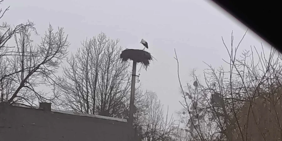 Як у селі на Рівненщині рятували лелеку від морозів