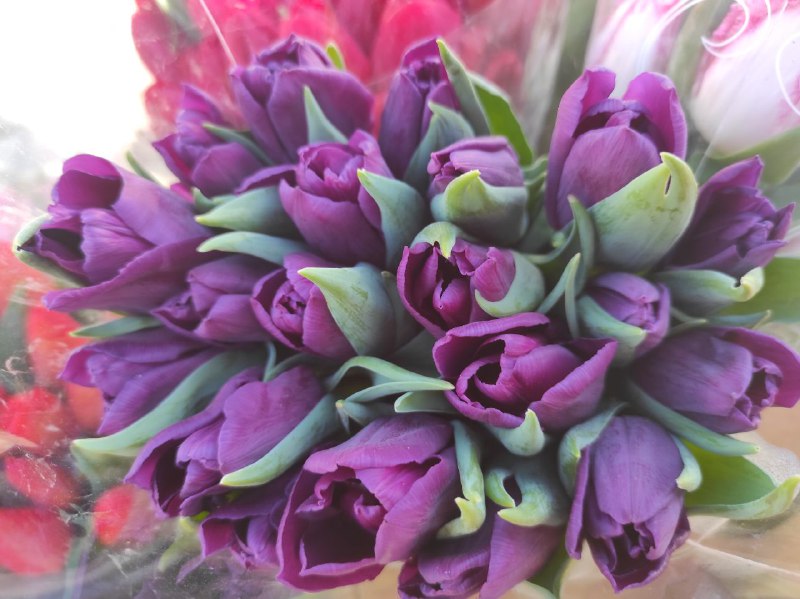 1 Скільки коштують квіти на 8 березня на Рівненщині?