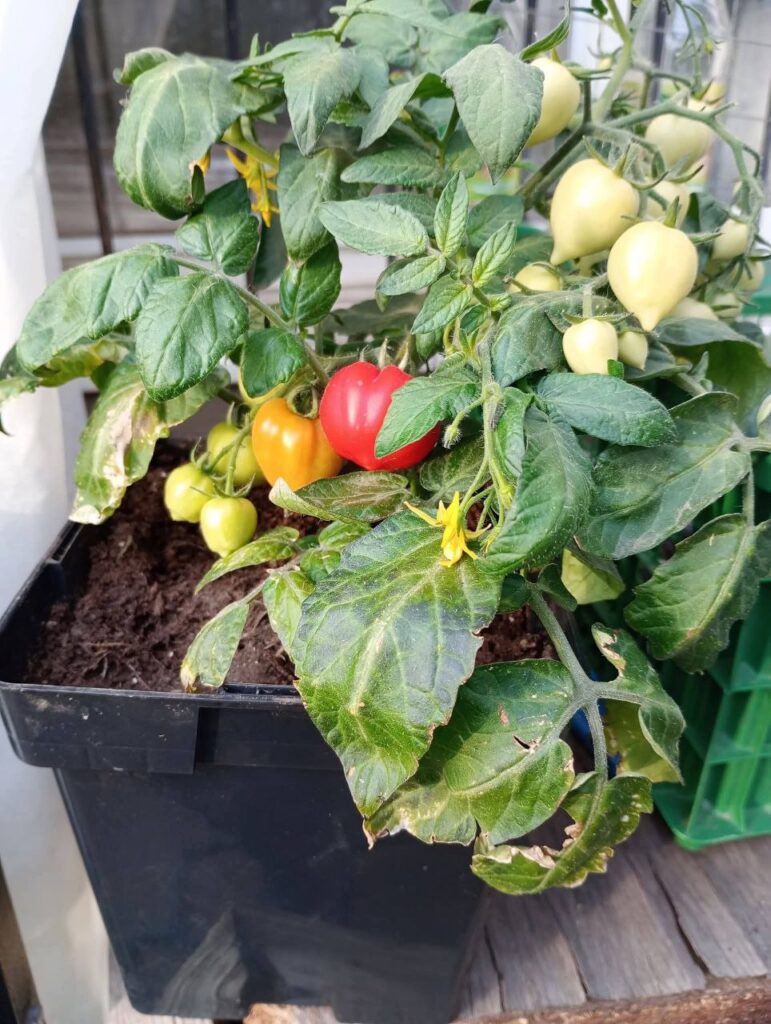 1 Які сорти томатів вибрати та як виростити їх на балконі