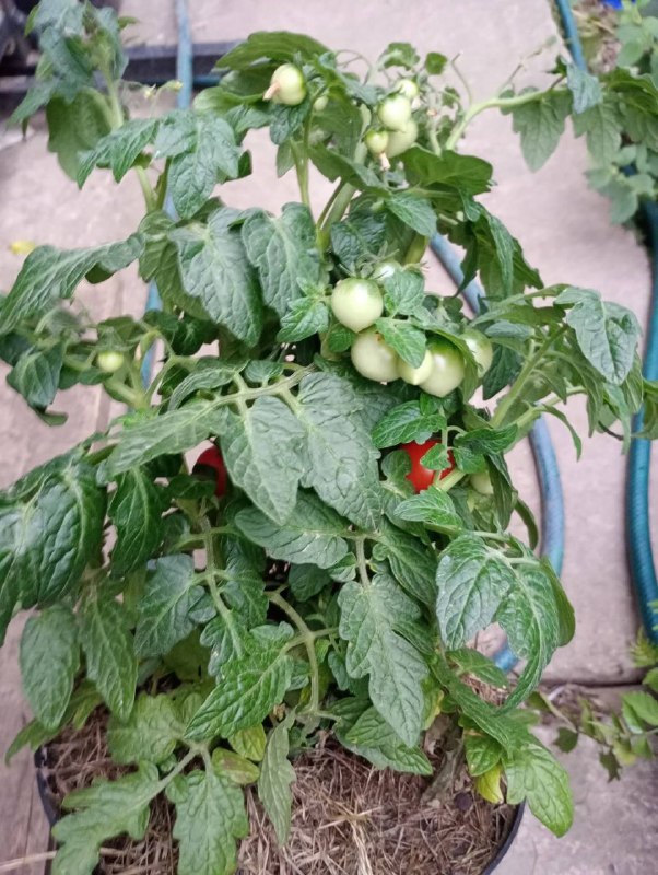 1 Які сорти томатів вибрати та як виростити їх на балконі