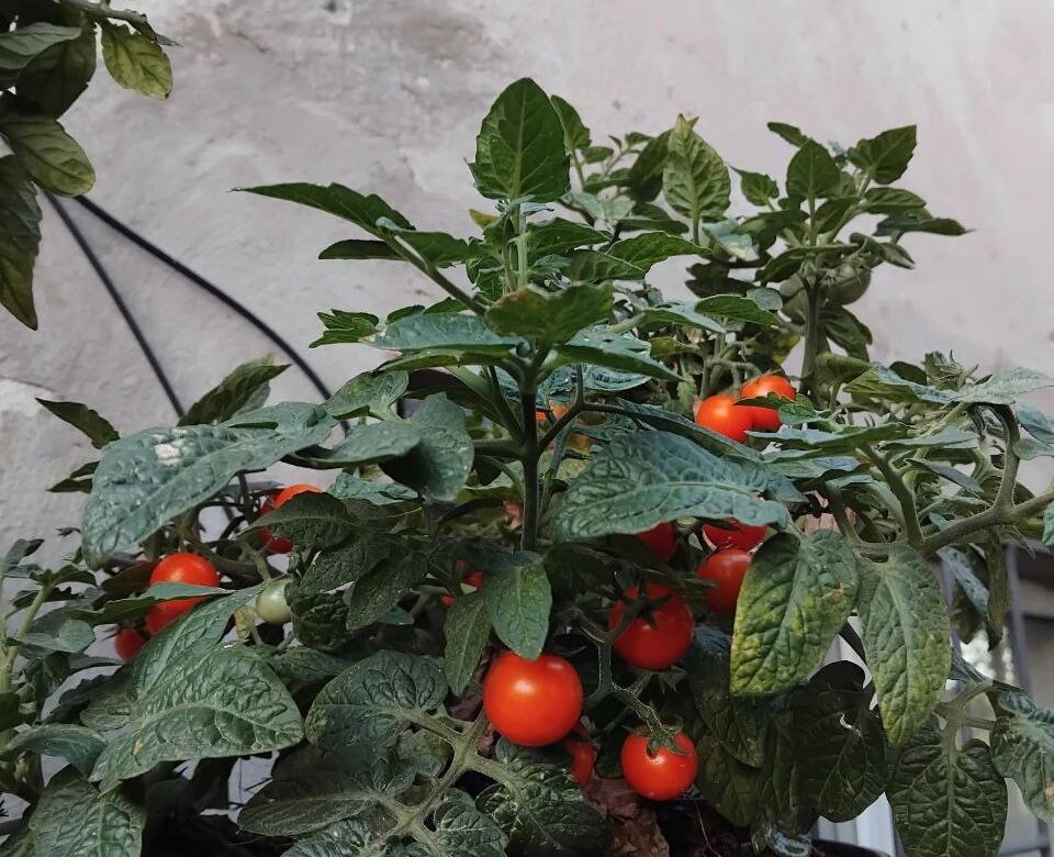 Які сорти томатів вибрати та як виростити їх на балконі