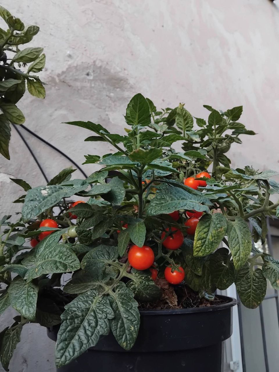 Які сорти томатів вибрати та як виростити їх на балконі 0000