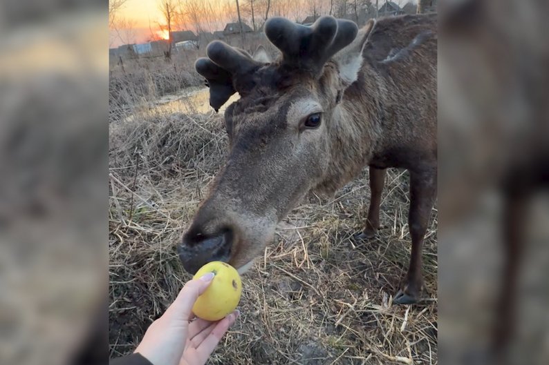 1 Олень Борис із Рівненщини після ДТП почав одужувати і вже самостійно гуляє