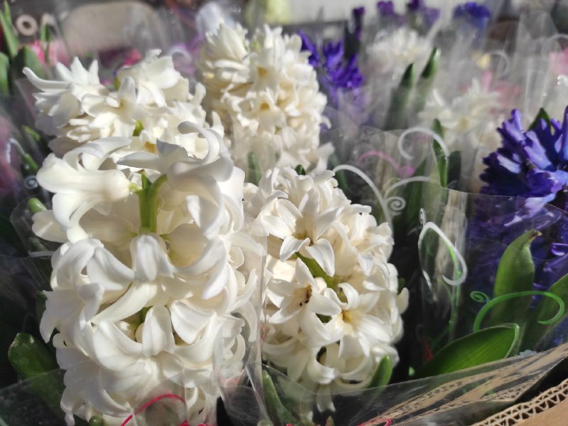 1 Скільки коштують квіти на 8 березня на Рівненщині?