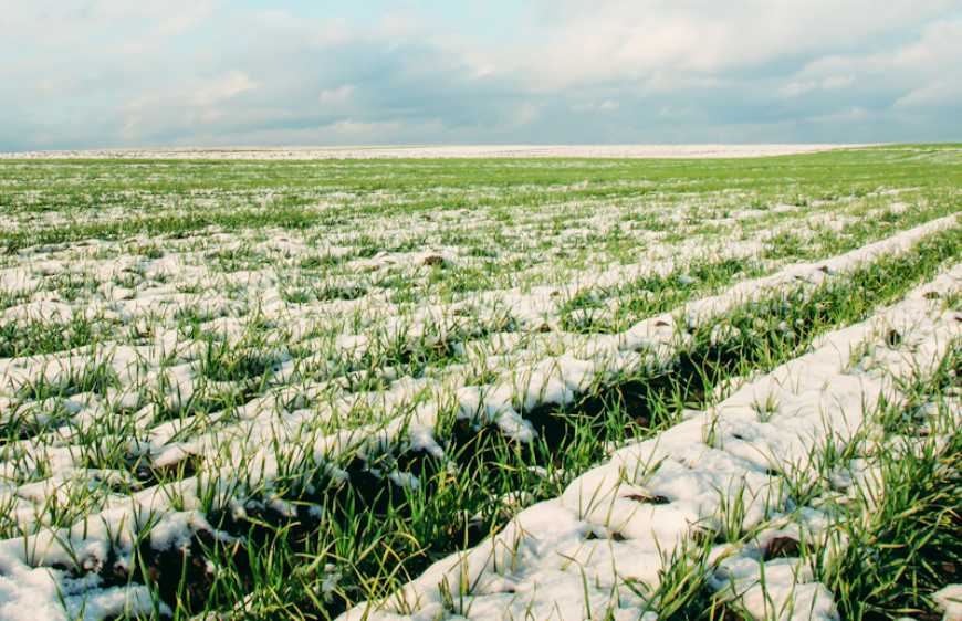 Яким буде урожай-2026 на Рівненщині — що кажуть аграрії