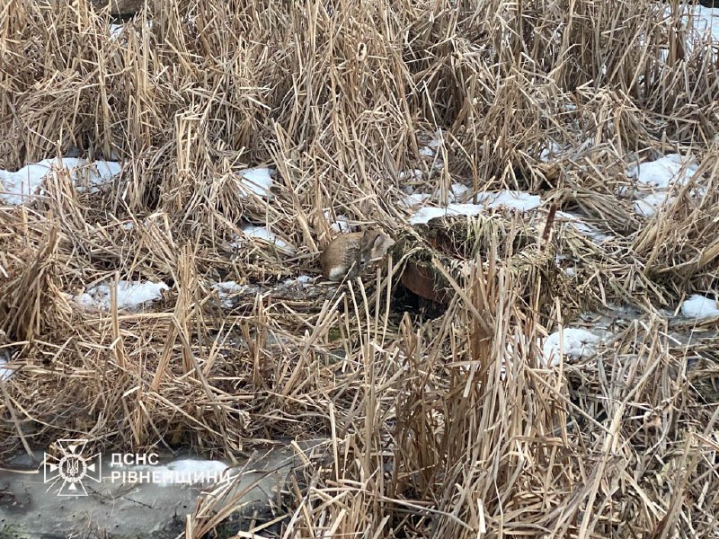 1 У селі біля Рівного рятувальники дістали косулю з бетонної пастки (ФОТО)