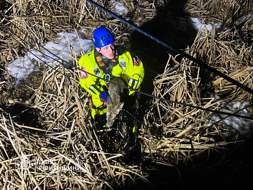 У селі біля Рівного рятувальники дістали косулю з бетонної пастки (ФОТО)