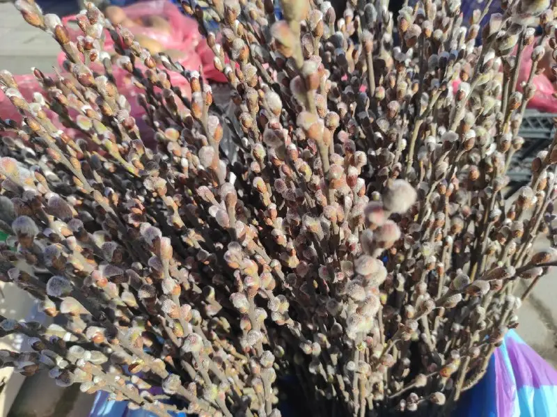 Синоптики прогнозують різке потепління на Рівненщині до 16 градусів