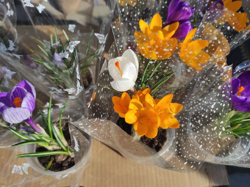 1 Скільки коштують квіти на 8 березня на Рівненщині?