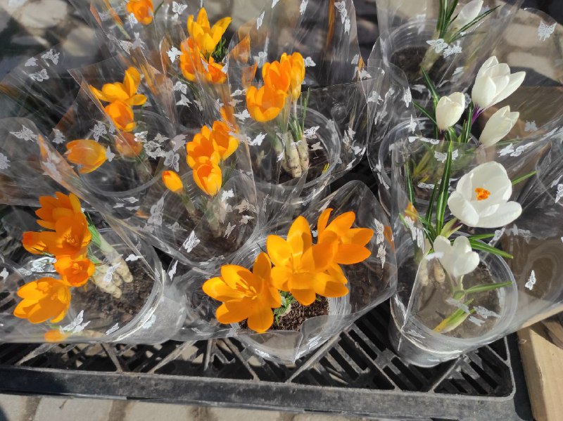 1 Скільки коштують квіти на 8 березня на Рівненщині?