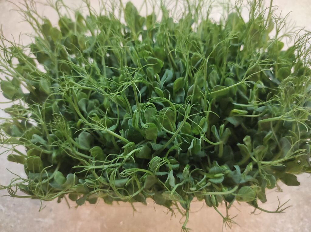 1 Чому всі купують мікрогрін і як його безкоштовно виростити у власному лотку?