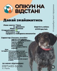1 У Рівному запускають новий формат допомоги безпритульним тваринам