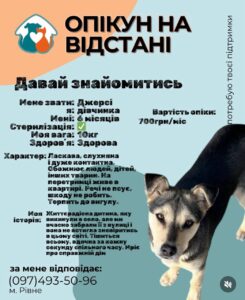 1 У Рівному запускають новий формат допомоги безпритульним тваринам