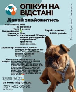 1 У Рівному запускають новий формат допомоги безпритульним тваринам