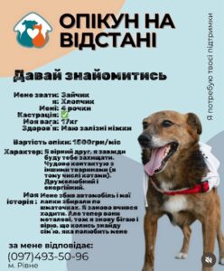 1 У Рівному запускають новий формат допомоги безпритульним тваринам