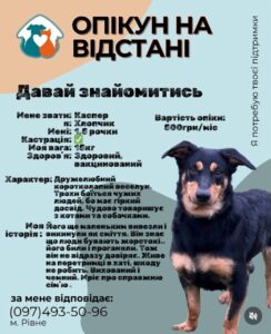 1 У Рівному запускають новий формат допомоги безпритульним тваринам