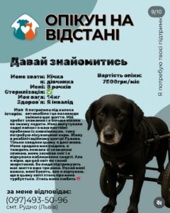1 У Рівному запускають новий формат допомоги безпритульним тваринам