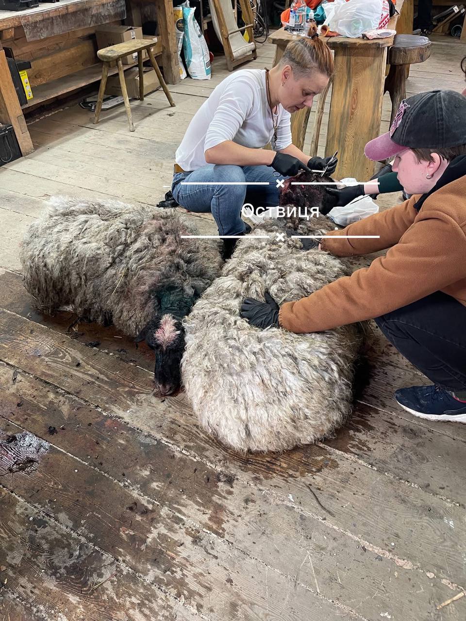 Зграя собак загризла овець — що сталося в Рівному на Оствиці 0000