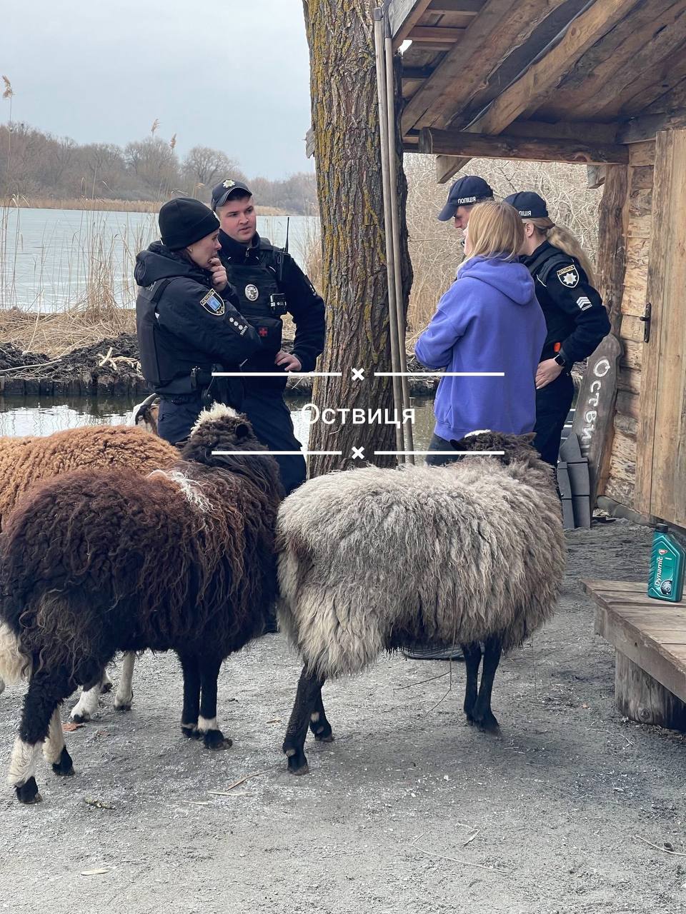 1 Зграя собак загризла овець — що сталося в Рівному на Оствиці