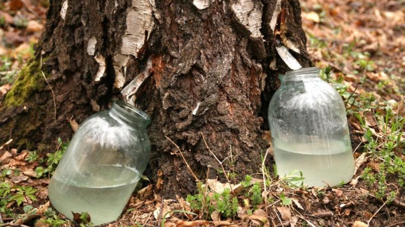 Скільки коштує березовий сік на Рівненщині?