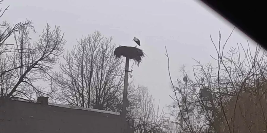 Як у селі на Рівненщині рятували лелеку від морозів