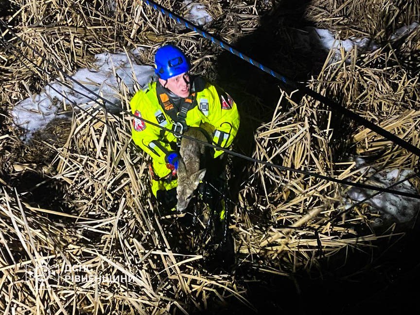 У селі біля Рівного рятувальники дістали косулю з бетонної пастки (ФОТО)