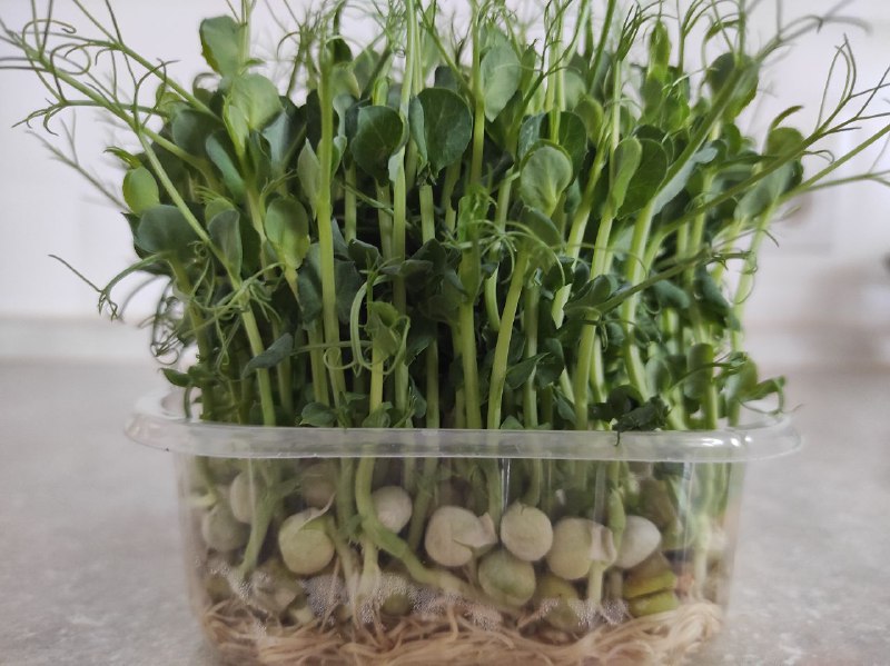 Чому всі купують мікрогрін і як його безкоштовно виростити у власному лотку?