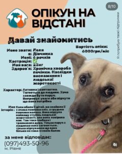 1 У Рівному запускають новий формат допомоги безпритульним тваринам