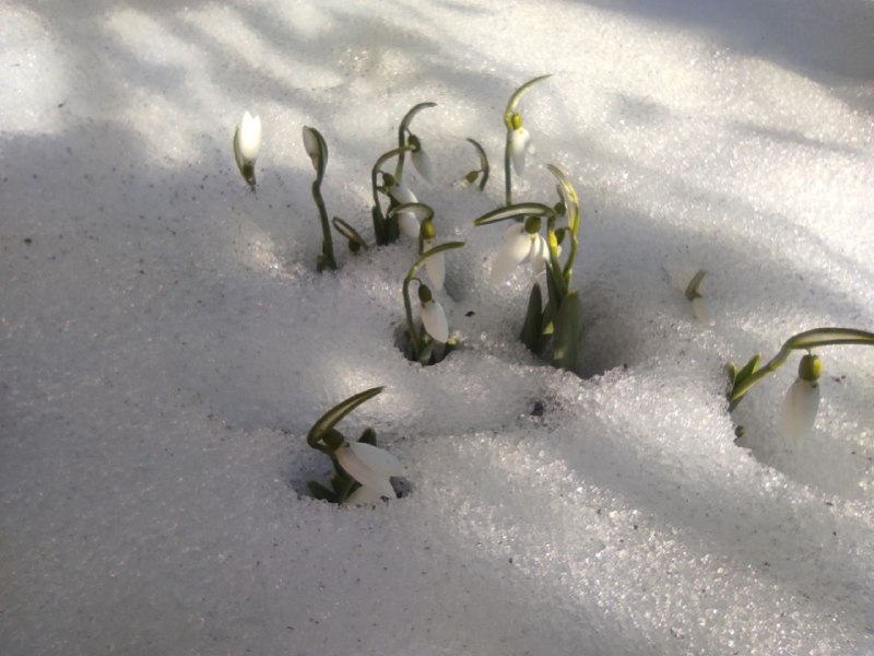 На Рівненщину йде весняне потепління з нічними заморозками