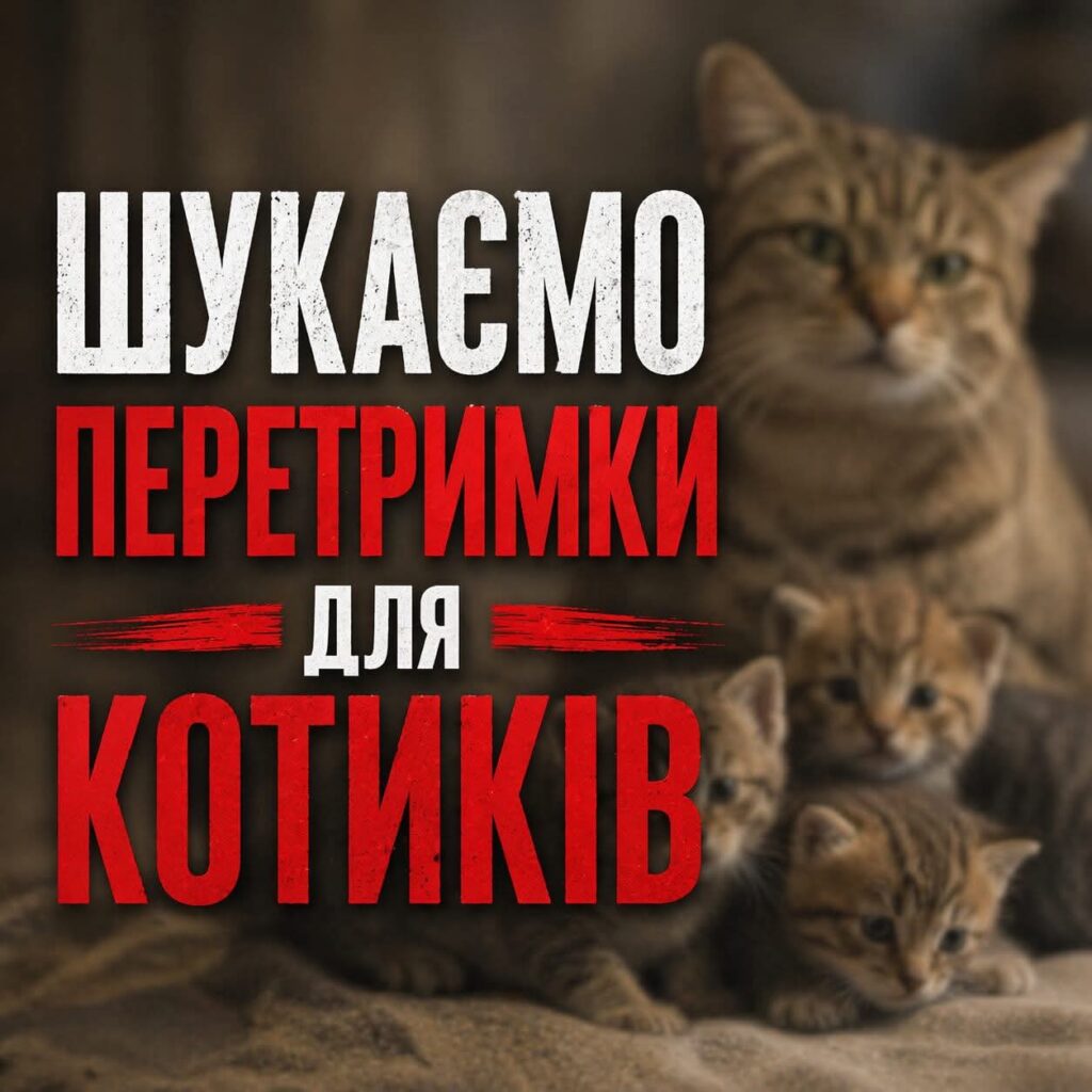1 Кошенята з Рівненського полігону потребують термінової перетримки і допомоги