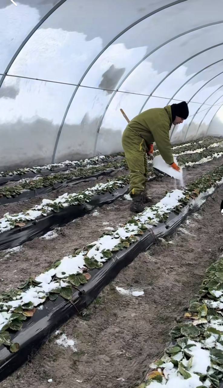 1 На Рівненщині за два тижні почнуть збирати першу тепличну полуницю: скільки вона коштуватиме