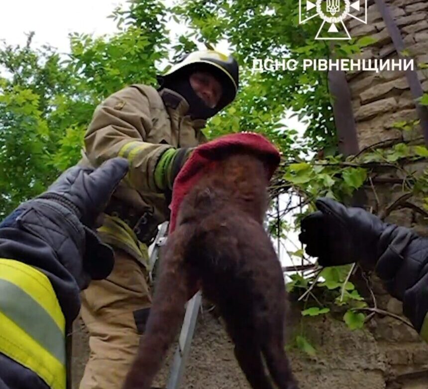 У Рівному рятувальники визволяли травмованого кота з паркану