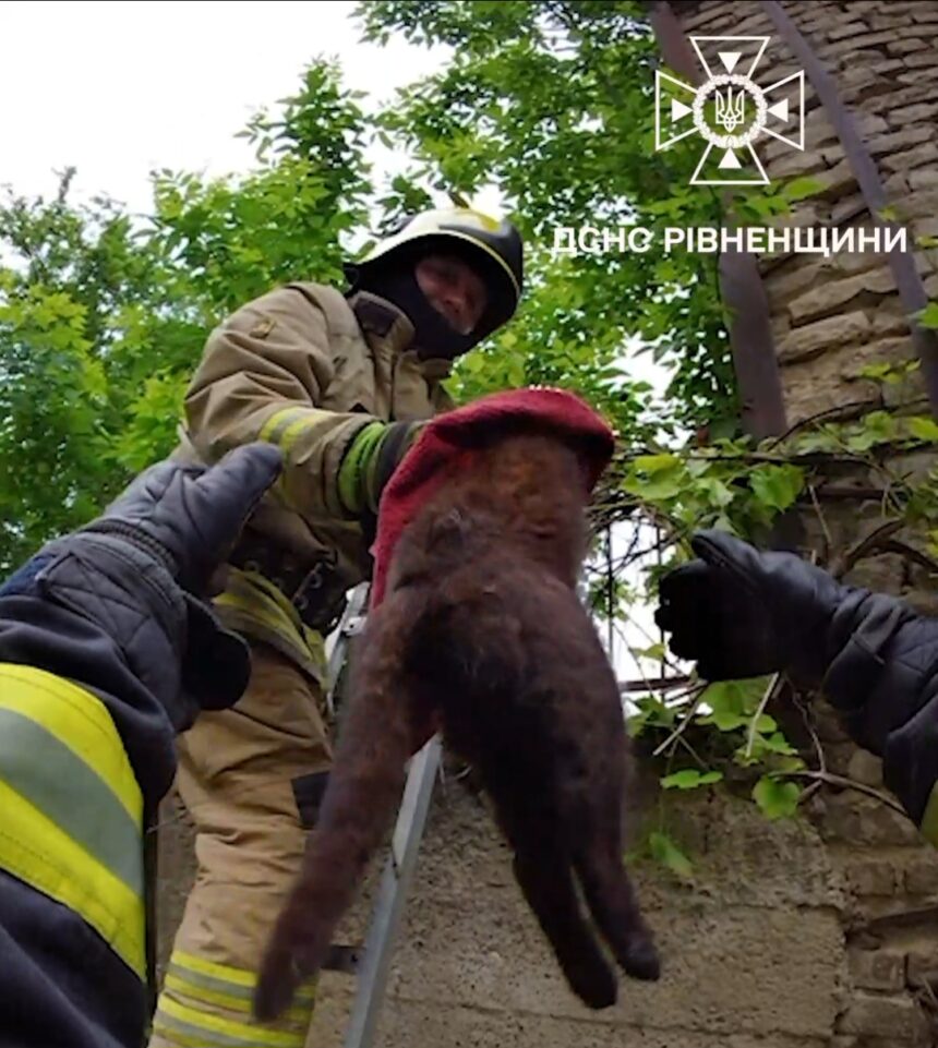 У Рівному рятувальники визволяли травмованого кота з паркану 0000