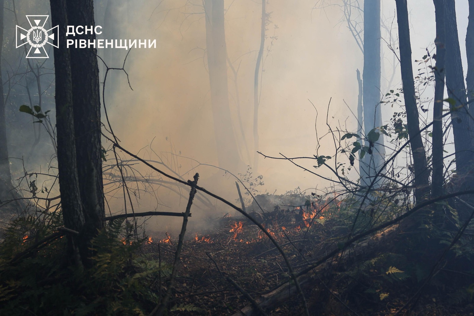На Рівненщині та Закарпатті локалізували лісові пожежі на понад 160 гектарів 0000