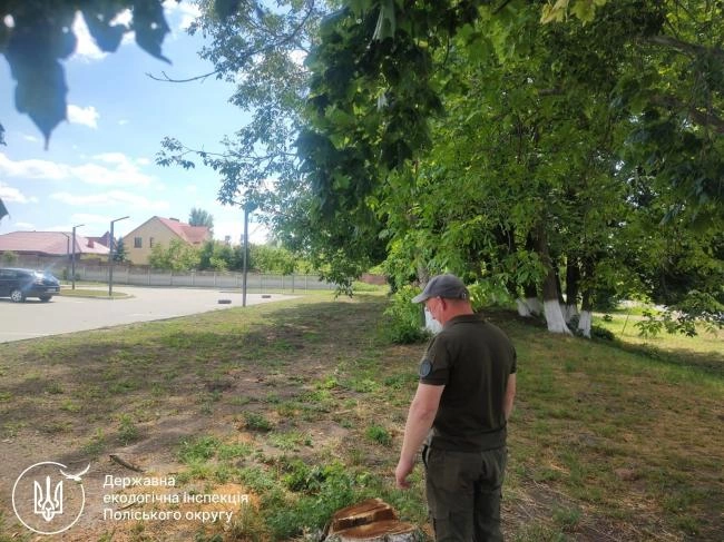 На Рівненщині комунальники разом із деревами масово знищили гнізда птахів — яке покарання отримали