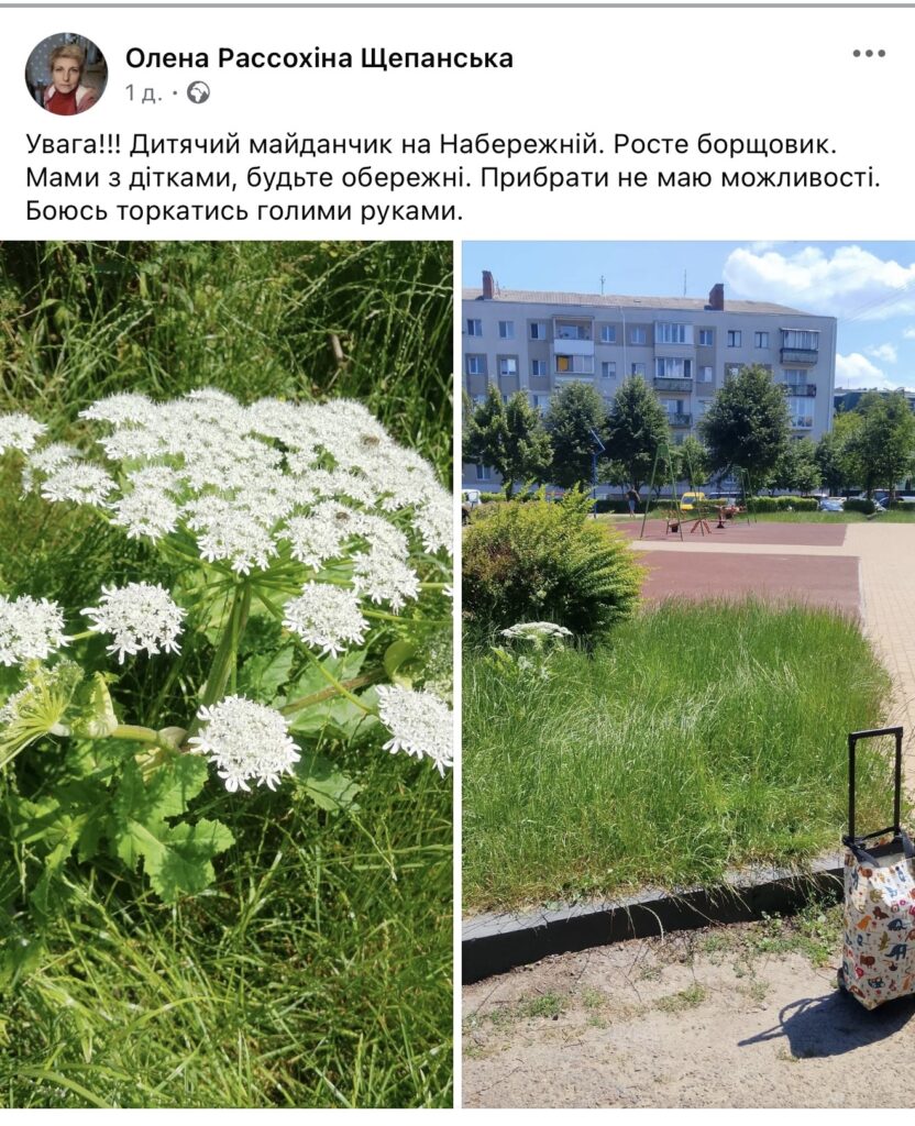 1 У Рівному на дитячих майданчиках та в парках цвіте борщівник: жителі б’ють на сполох